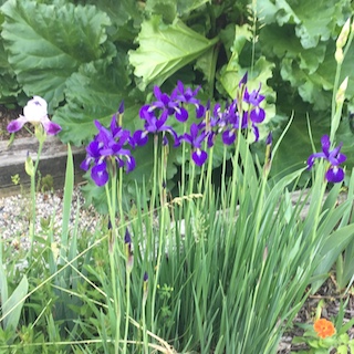 Irises